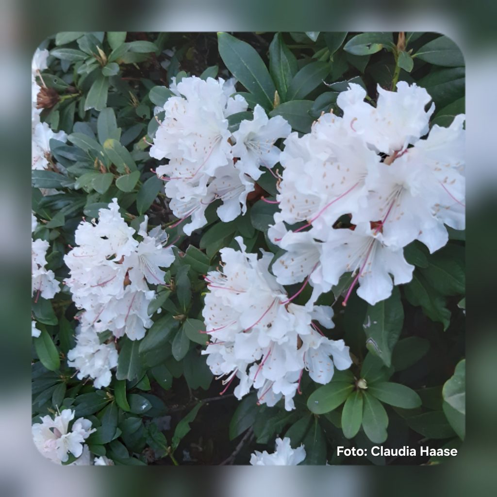 Blühender Rhododendron